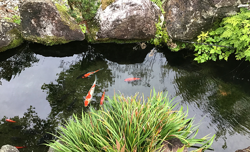 佐川町T様邸池造り